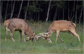 <p>JELEN LESNÍ (Cervus elaphus) obora</p>